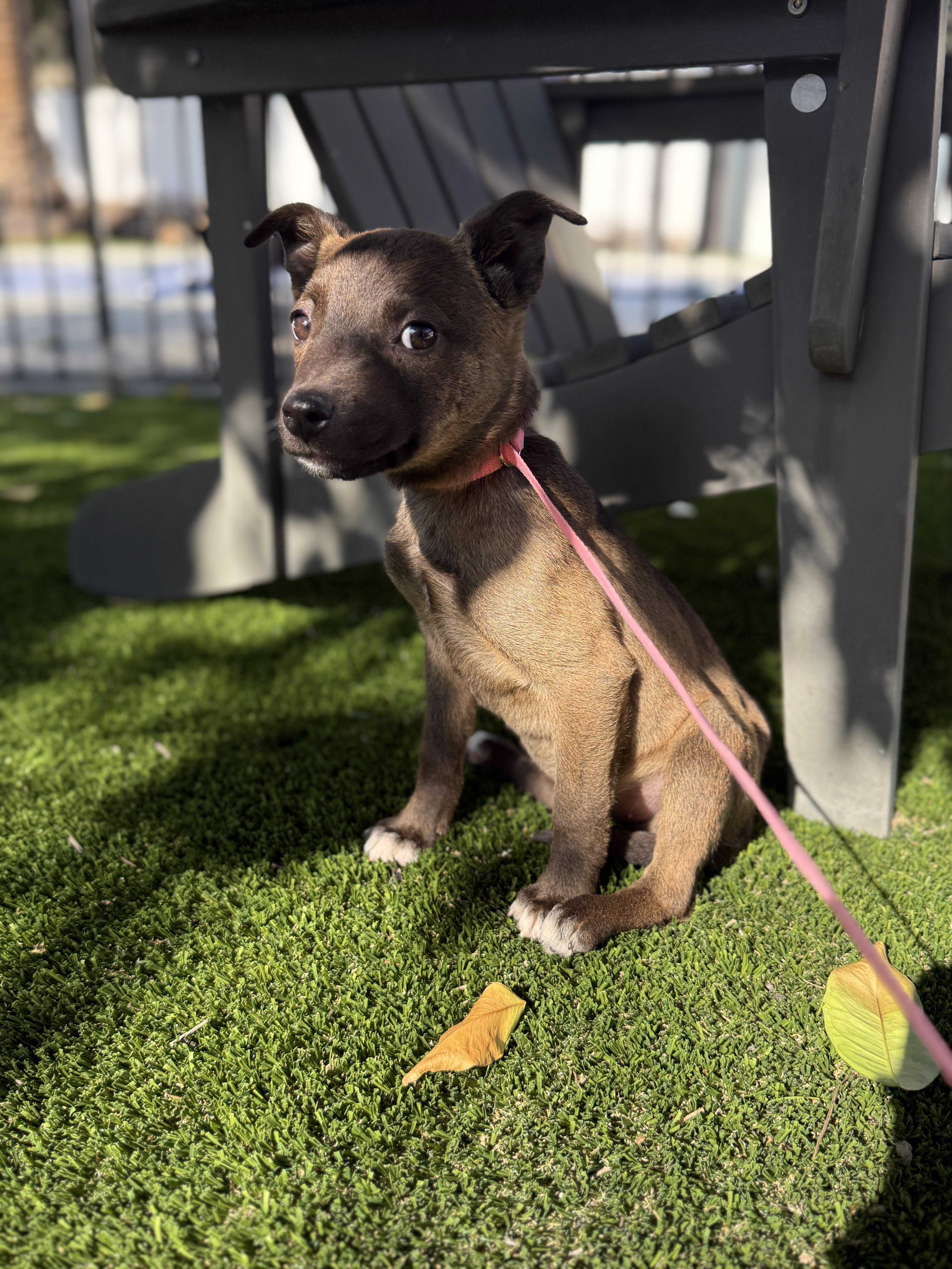 Enlarge Thelma, an adoptable mixed breed in Los Angeles, CA image 4/4
