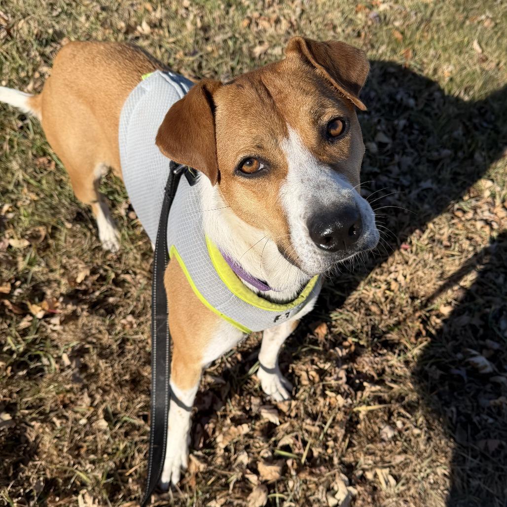 Clementine, Adoptable, Adult Female Jack Russell Terrier & Labrador Retriever.