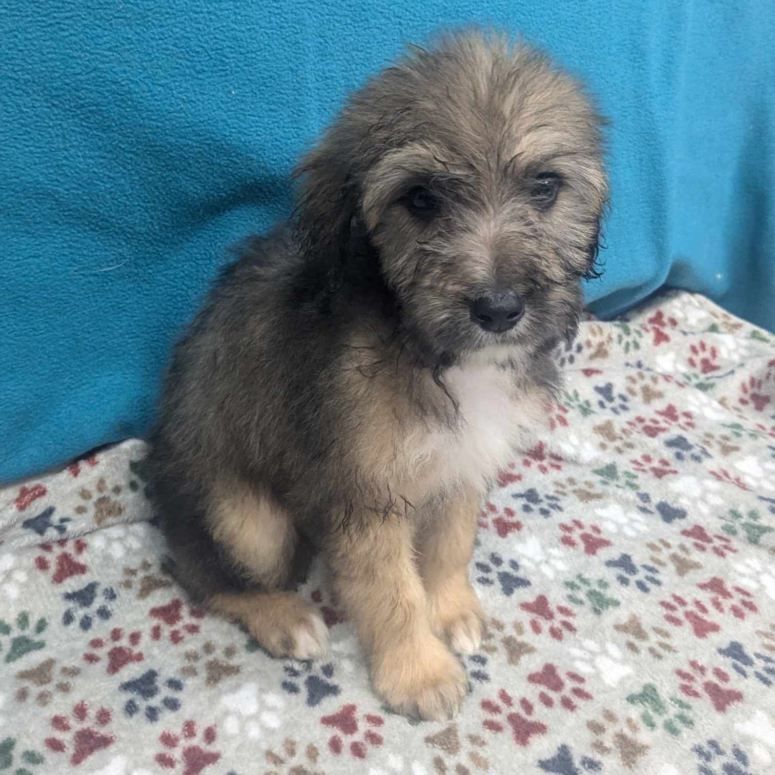 Dog for adoption Itty Bitty, a Bernadoodle Mix in Wheelersburg, OH