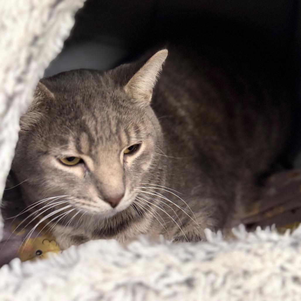 Enlarge Bartender, a Adoptable Domestic Short Hair in Wheeling, IL image 3/6