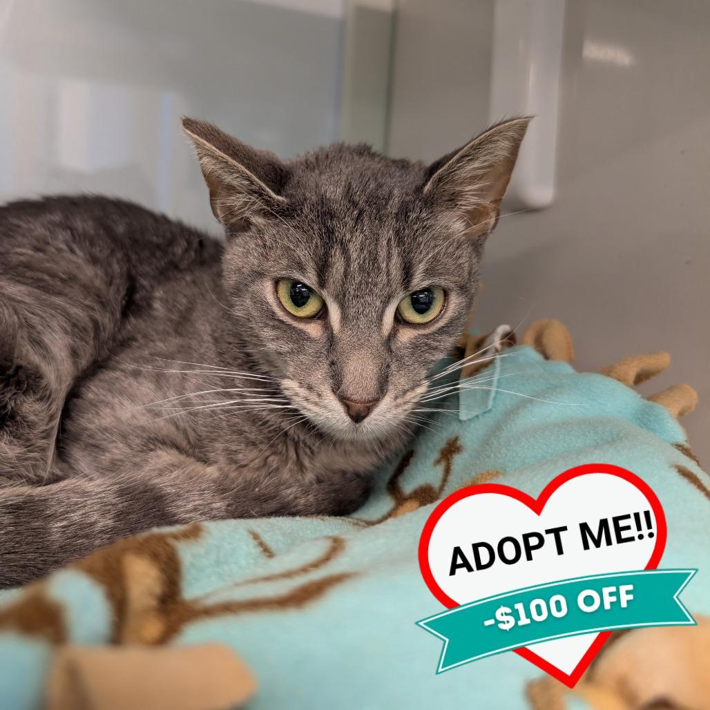 Enlarge Bartender, a Adoptable Domestic Short Hair in Wheeling, IL image 4/6