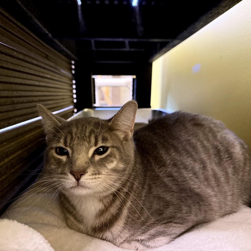 Enlarge Bartender, a Adoptable Domestic Short Hair in Wheeling, IL image 5/6