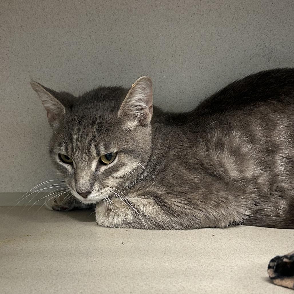 Enlarge Bartender, a Adoptable Domestic Short Hair in Wheeling, IL image 6/6