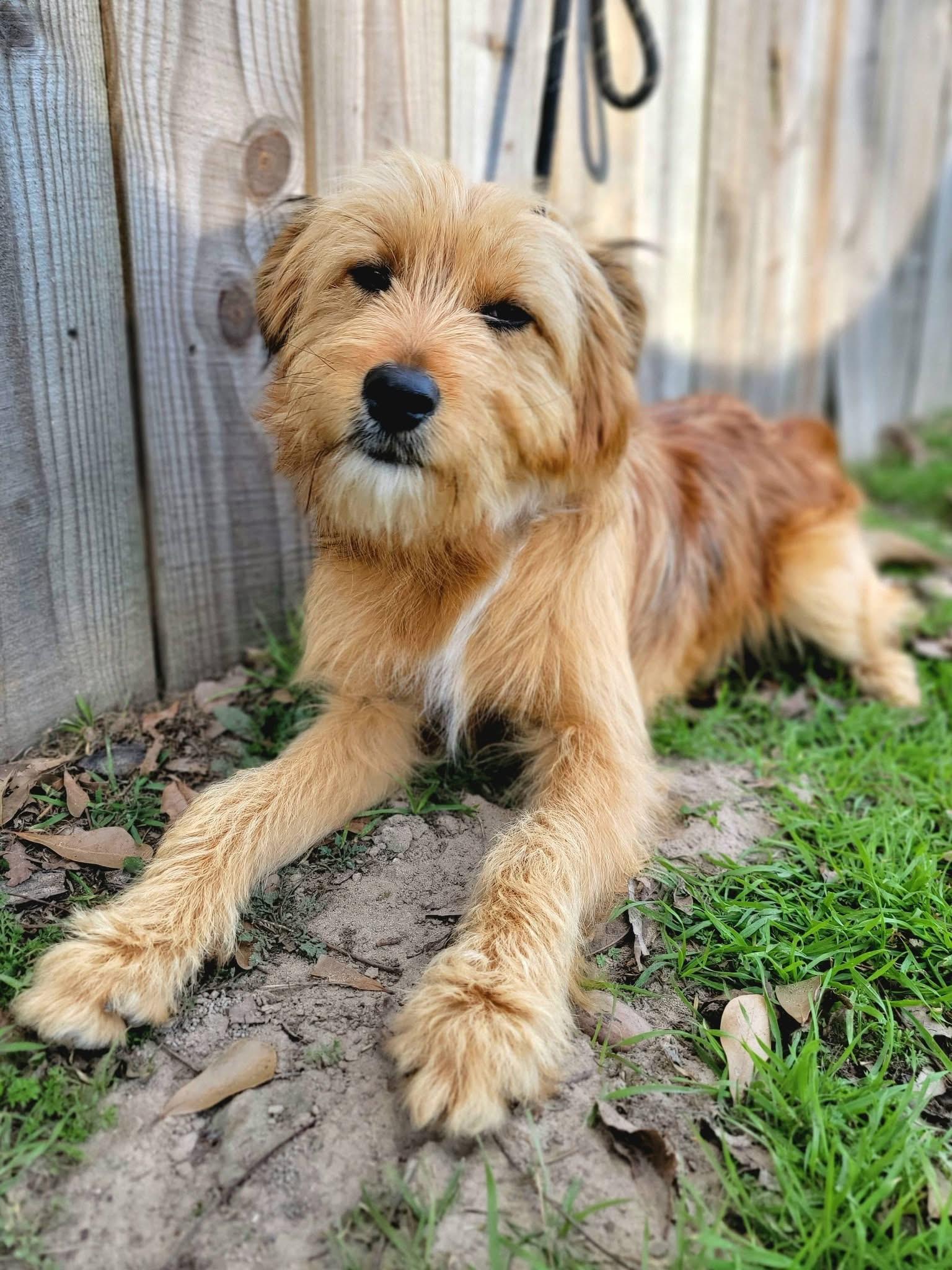 Snickers , adopted, Young Female Goldendoodle.