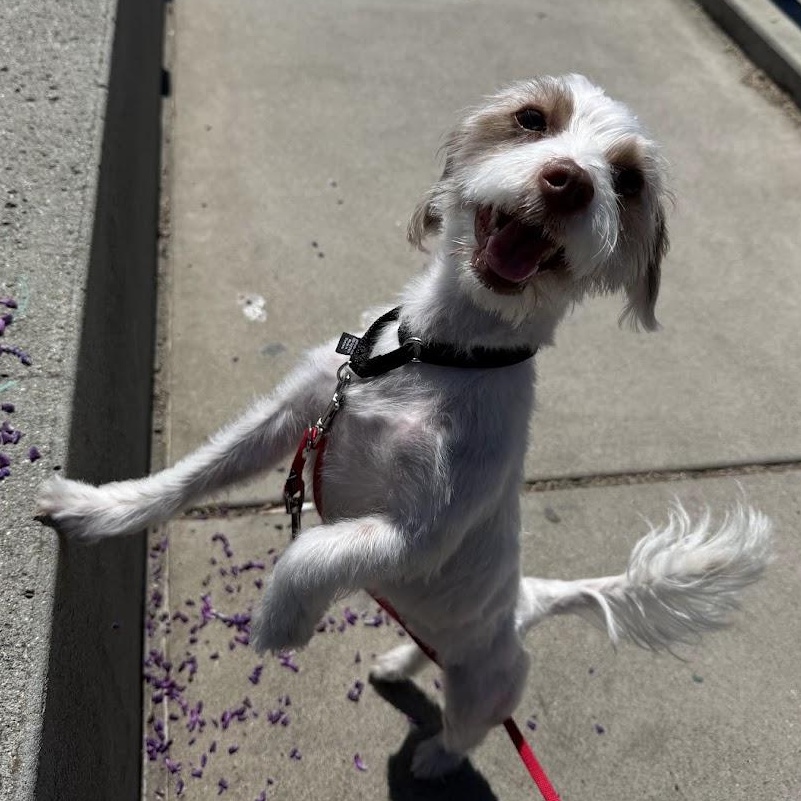 Enlarge Coco, a Adoptable mixed breed in Berkeley, CA image 6/6