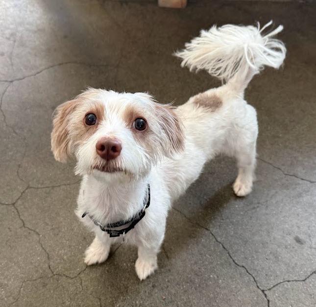 Enlarge Coco, a Adoptable mixed breed in Berkeley, CA image 2/6