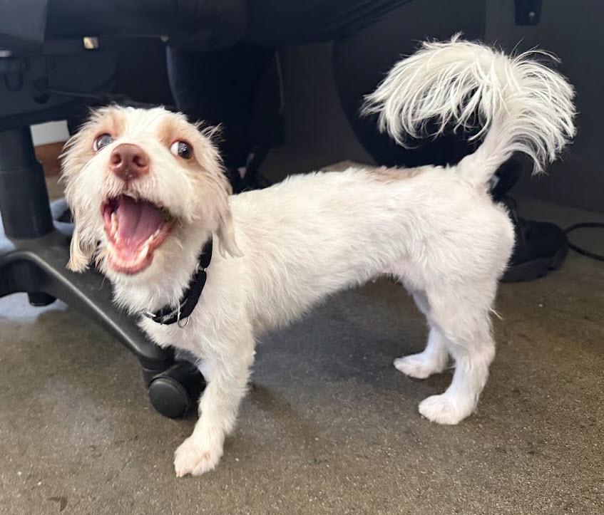 Enlarge Coco, a Adoptable mixed breed in Berkeley, CA image 3/6