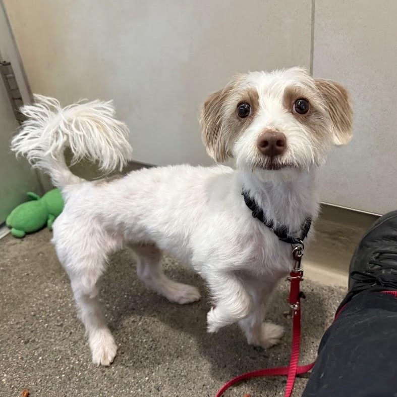 Enlarge Coco, a Adoptable mixed breed in Berkeley, CA image 4/6