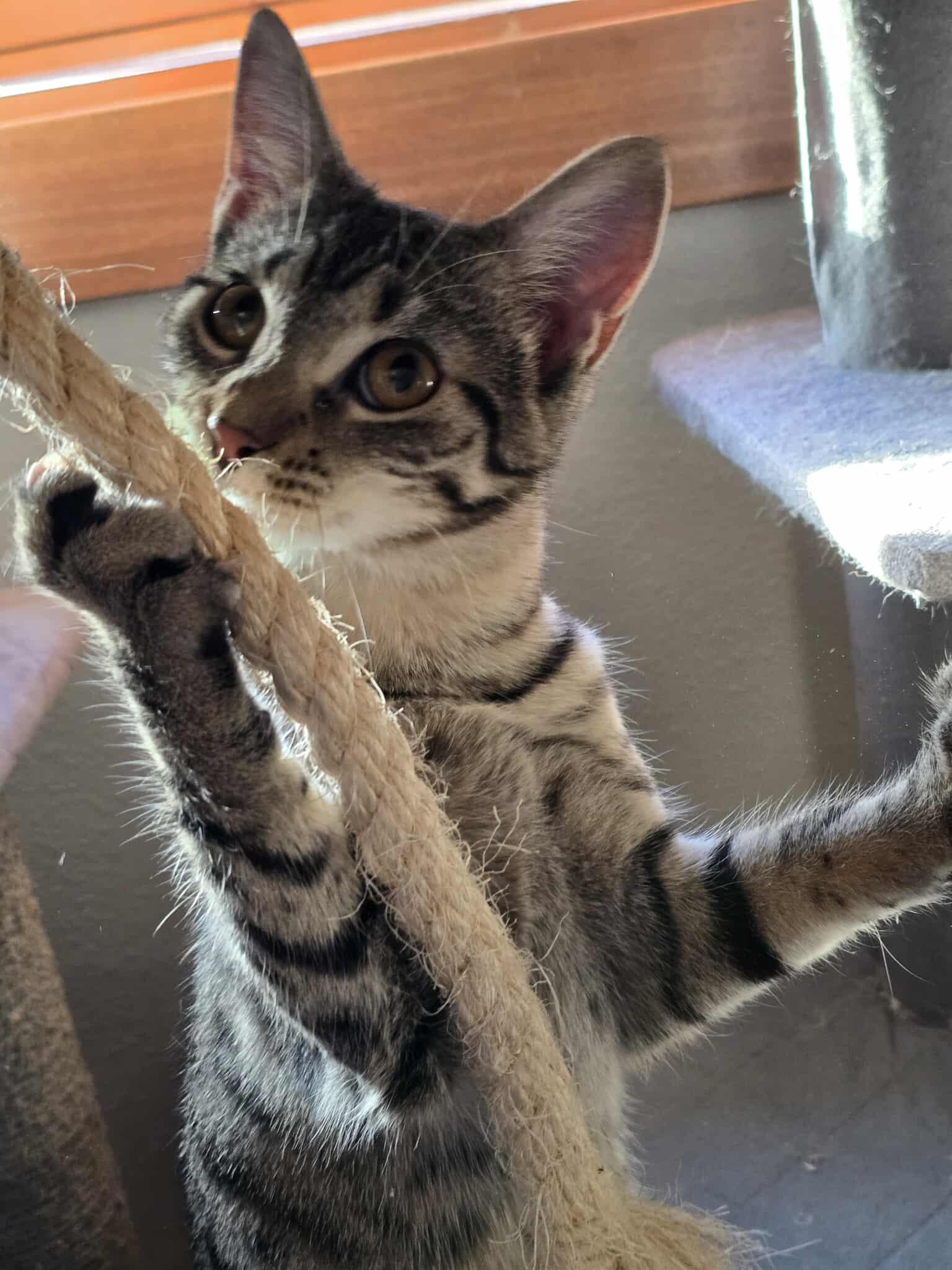 Tootsie, an adoptable Domestic Short Hair in Sioux Falls, SD, 57101 | Photo Image 6