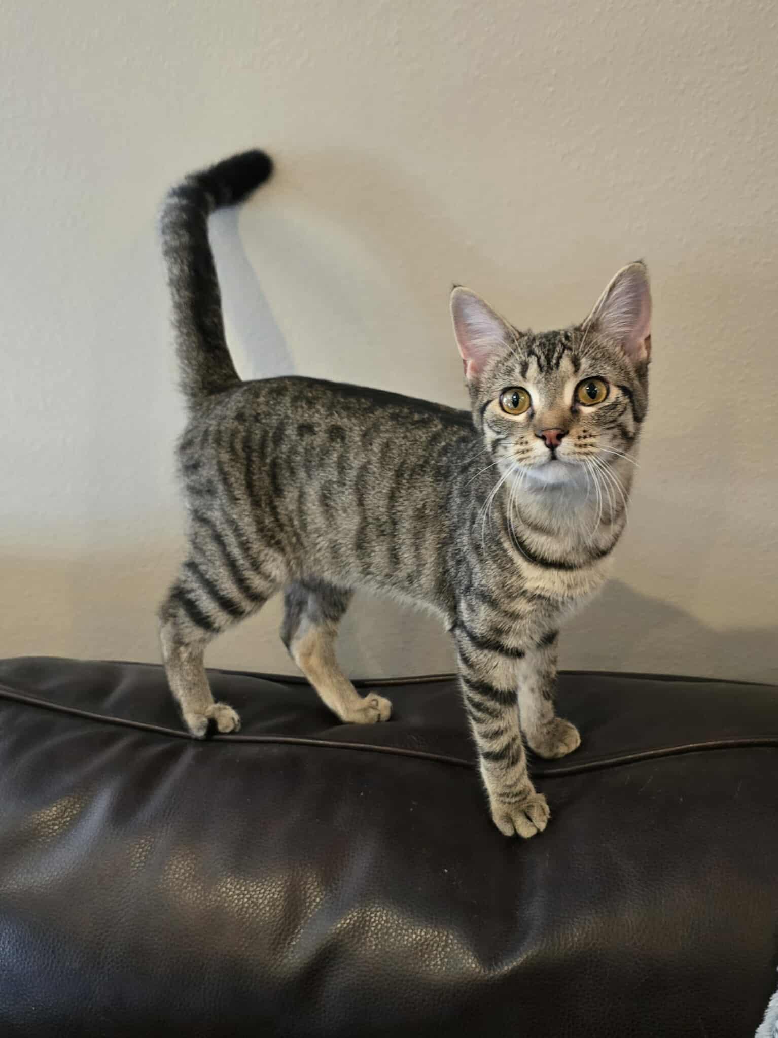 Tootsie, an adoptable Domestic Short Hair in Sioux Falls, SD, 57101 | Photo Image 1