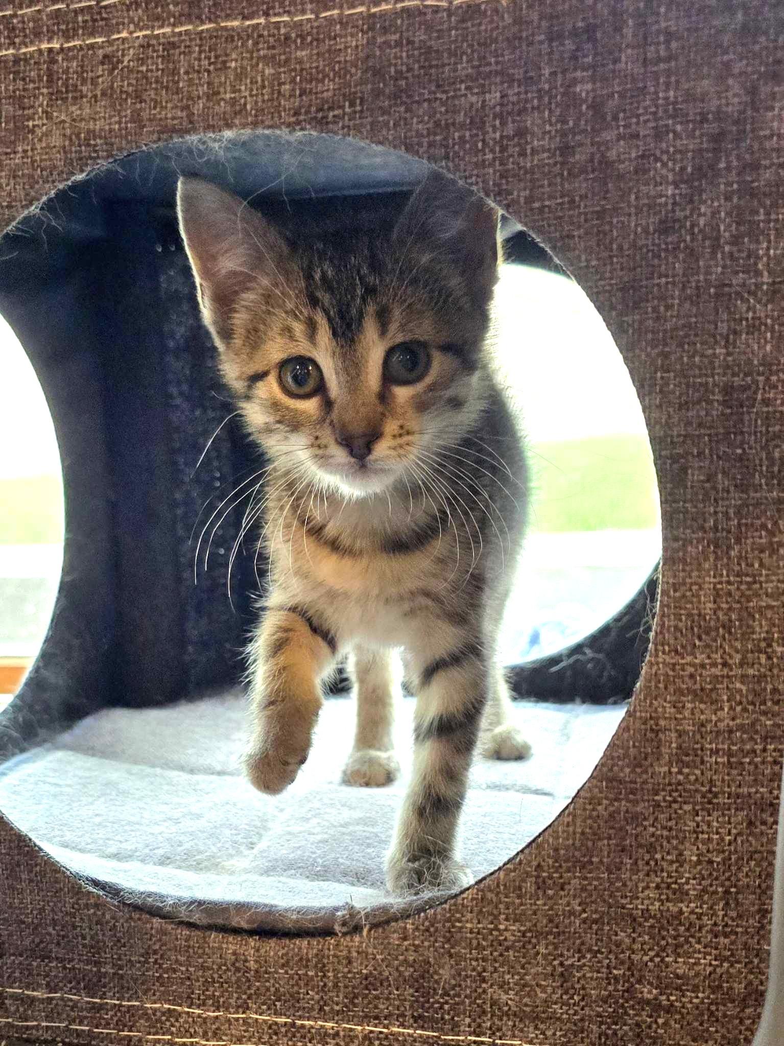 Tootsie, an adoptable Domestic Short Hair in Sioux Falls, SD, 57101 | Photo Image 2