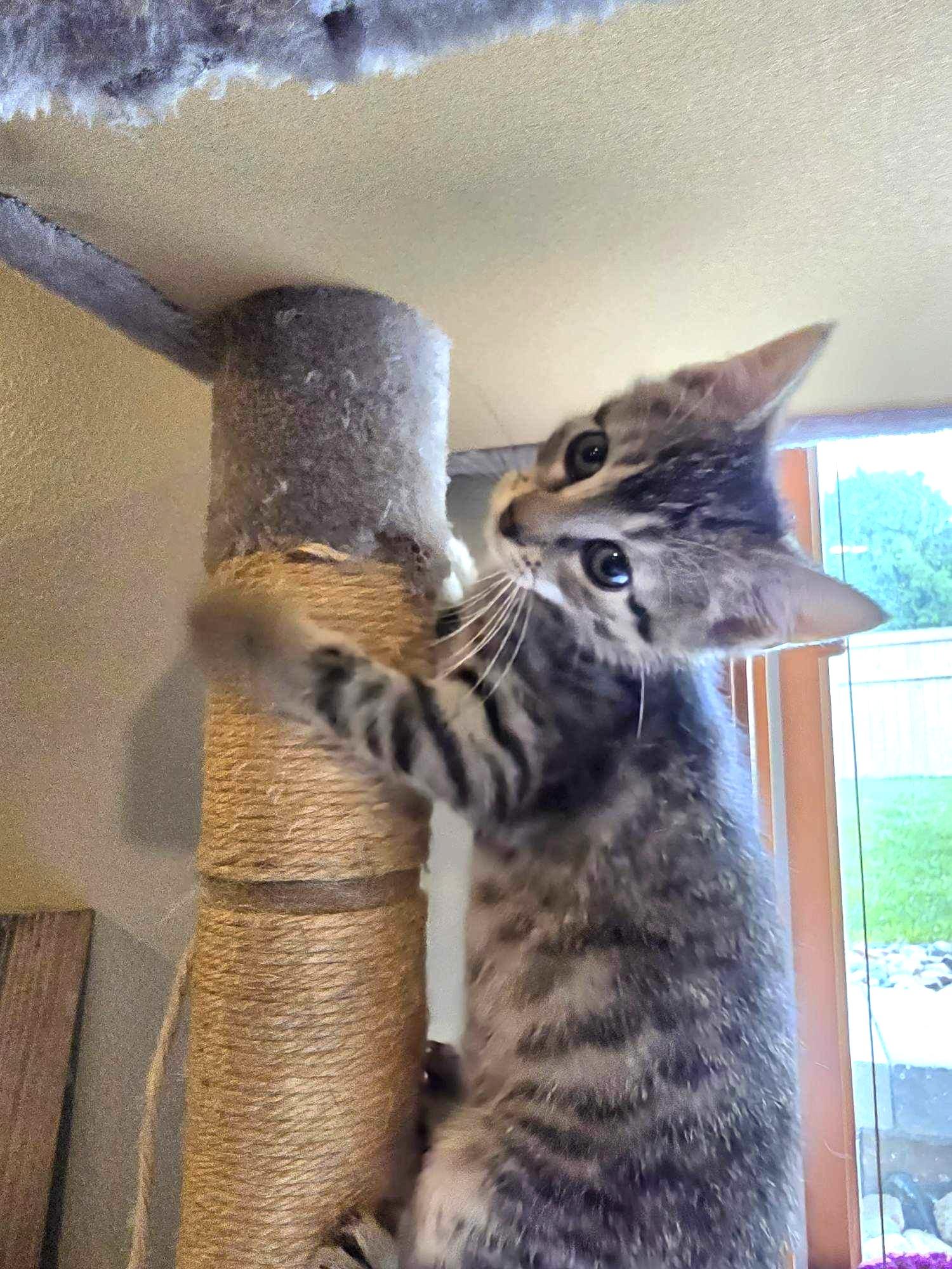 Tootsie, an adoptable Domestic Short Hair in Sioux Falls, SD, 57101 | Photo Image 3