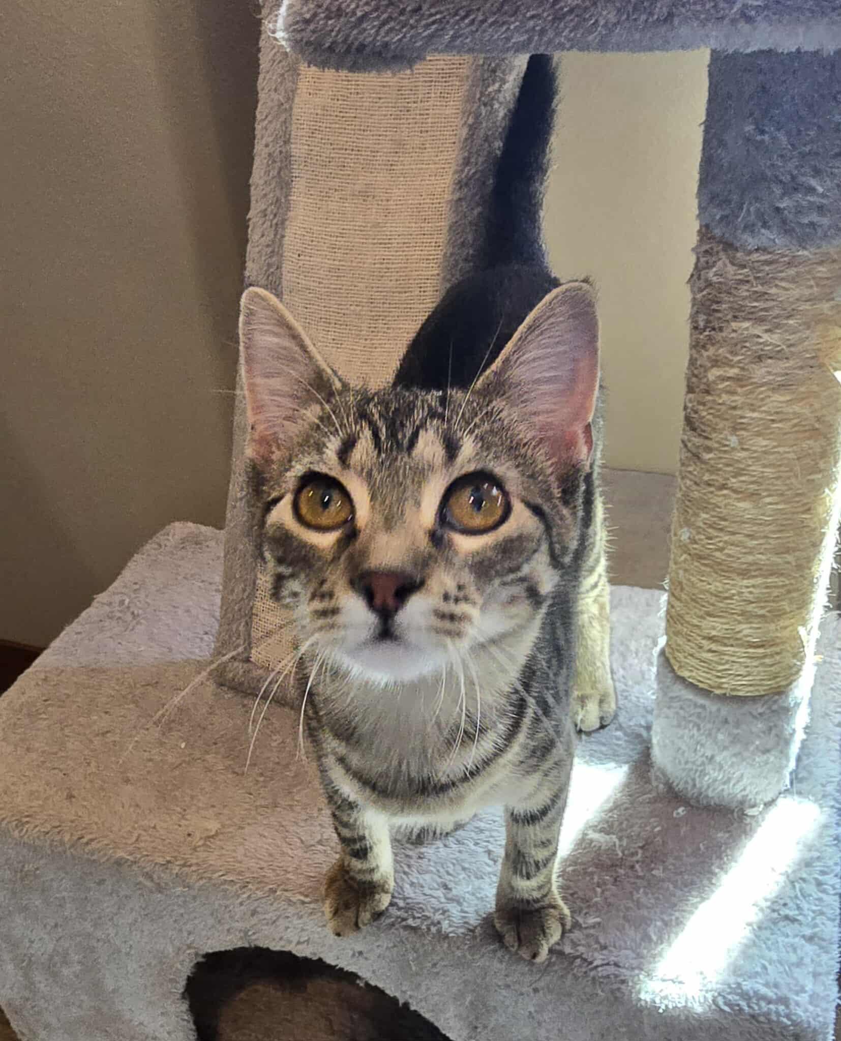 Tootsie, an adoptable Domestic Short Hair in Sioux Falls, SD, 57101 | Photo Image 4