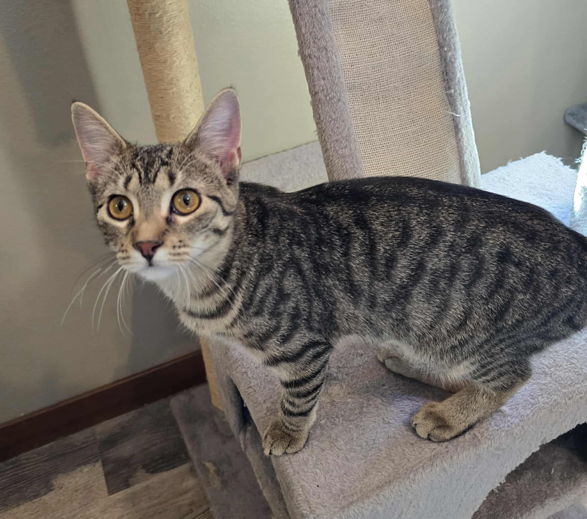 Tootsie, an adoptable Domestic Short Hair in Sioux Falls, SD, 57101 | Photo Image 1