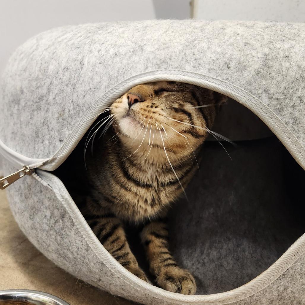 Jiji, Adoptable, Young Male Domestic Short Hair.