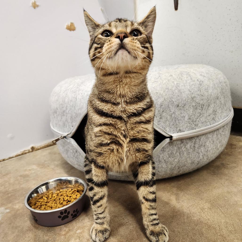 Enlarge Jiji, a Adoptable Domestic Short Hair in Delaware, OH image 2/4