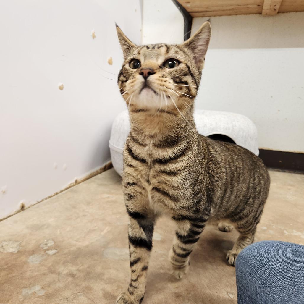 Enlarge Jiji, a Adoptable Domestic Short Hair in Delaware, OH image 3/4