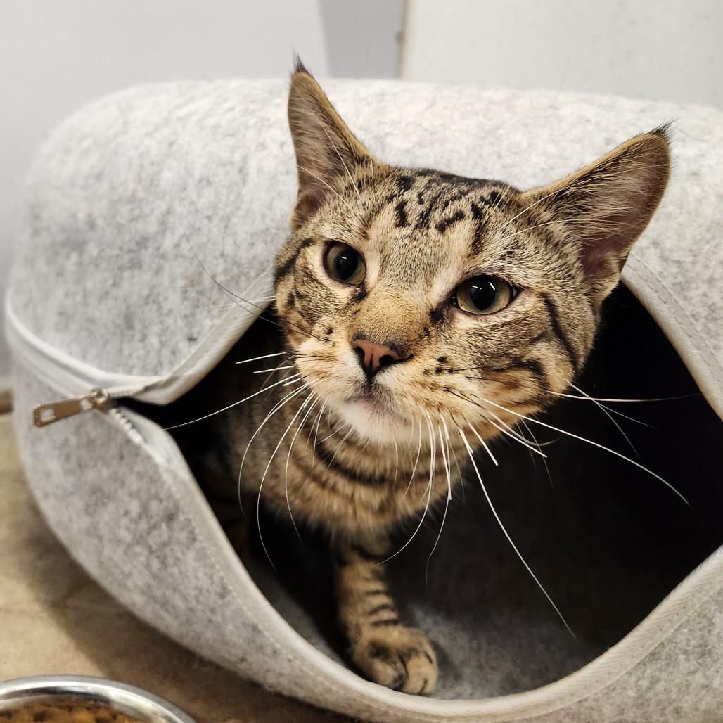 Enlarge Jiji, a Adoptable Domestic Short Hair in Delaware, OH image 4/4