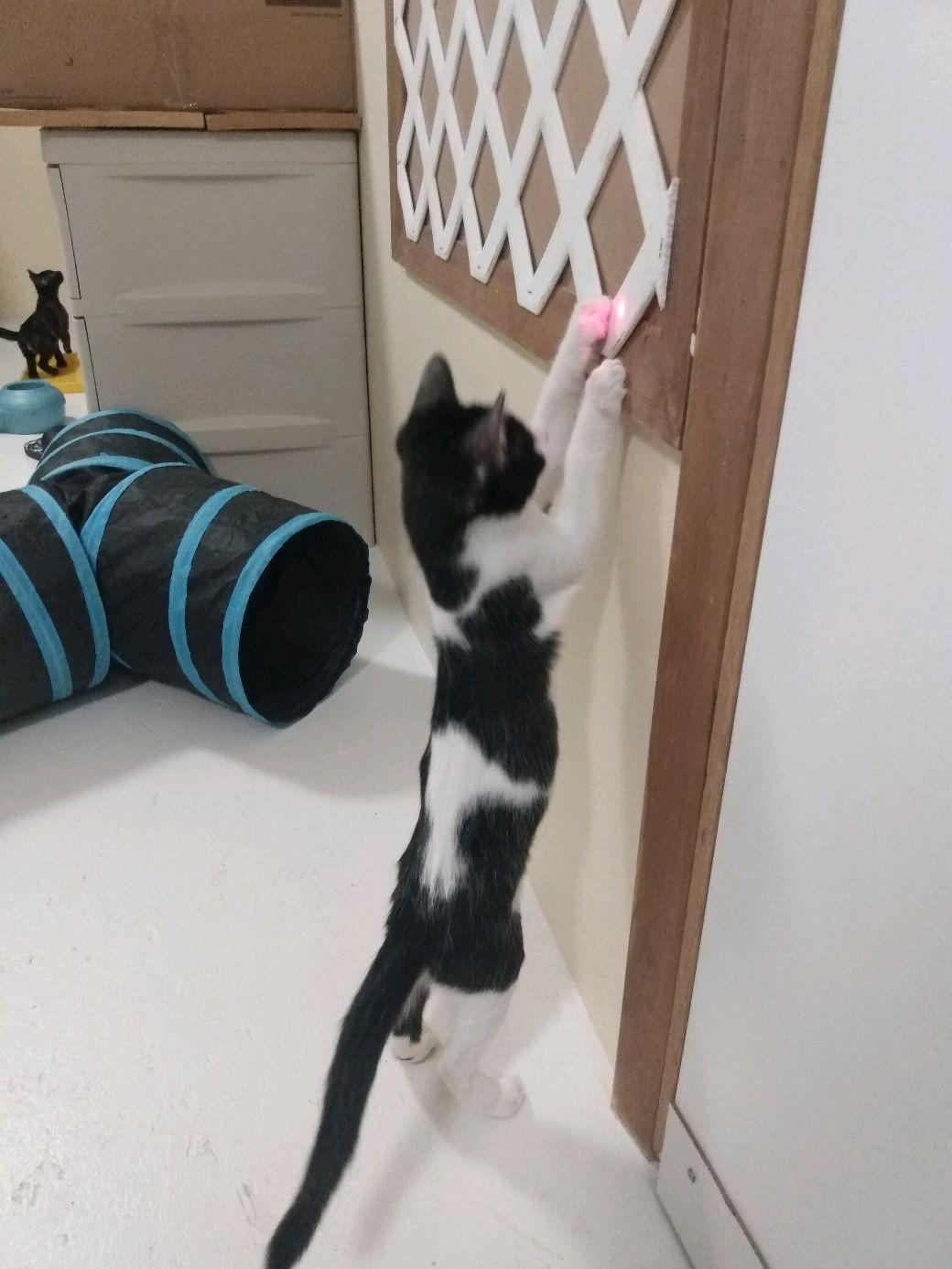 Ferdinand (Ferdy), Adoptable, Young Male Domestic Short Hair.