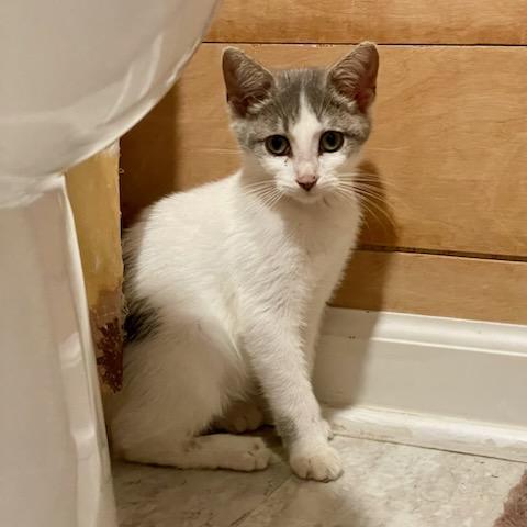 Enlarge Dahlia, a Adoptable mixed breed in Benson, MN image 1/3