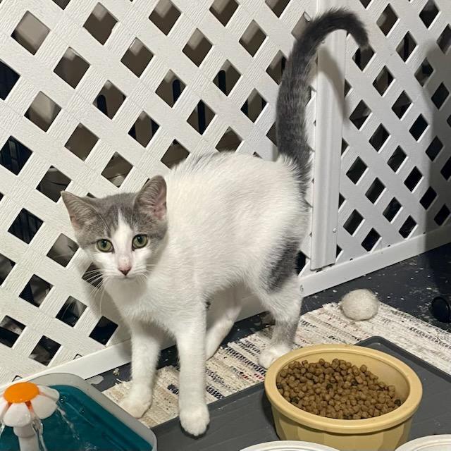 Enlarge Dahlia, a Adoptable mixed breed in Benson, MN image 2/3