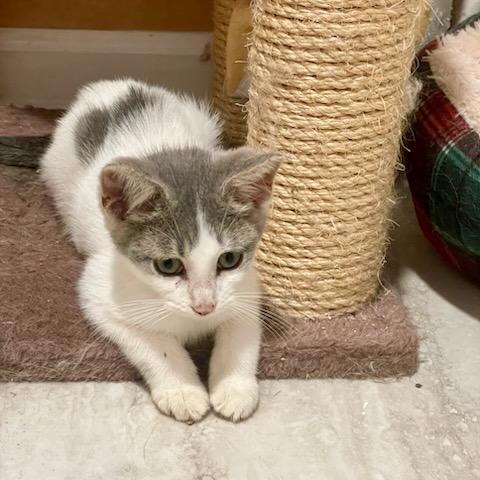 Enlarge Dahlia, a Adoptable mixed breed in Benson, MN image 3/3