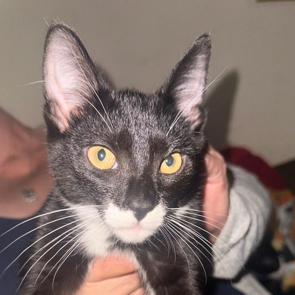 Enlarge Mustache, a Adoptable Domestic Short Hair in Aberdeen, NC image 1/2