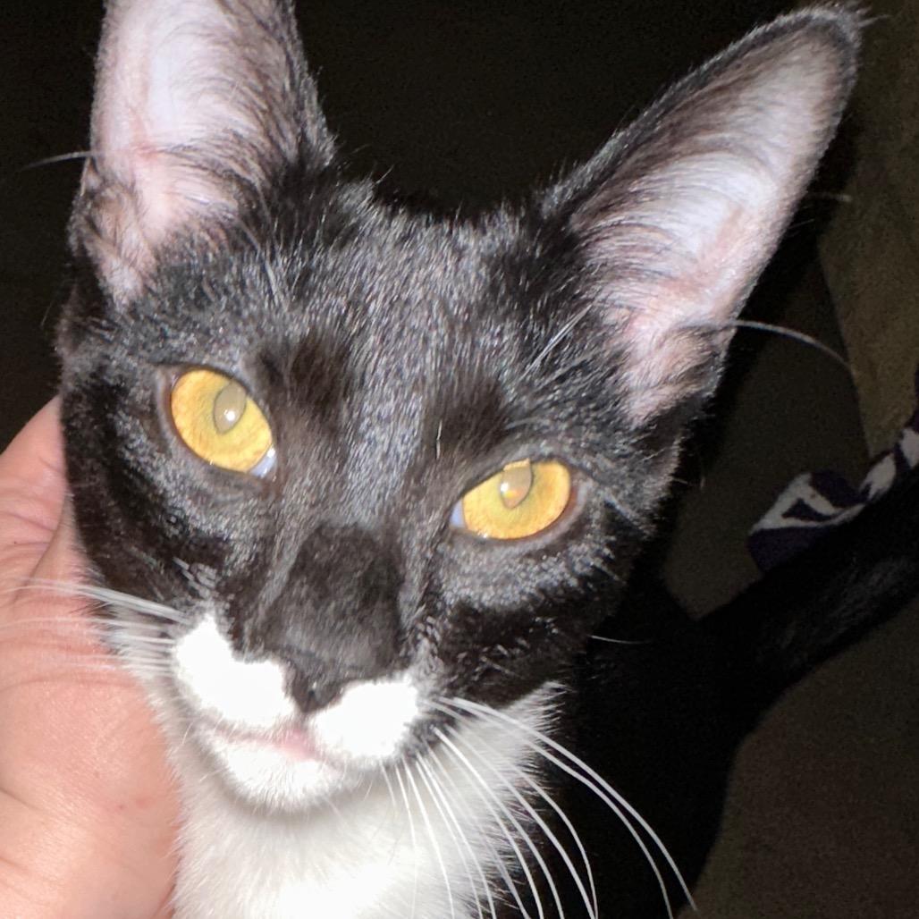 Enlarge Mustache, a Adoptable Domestic Short Hair in Aberdeen, NC image 2/2