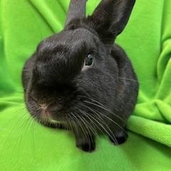 Enlarge Damian, a Adopted New Zealand in Haltom City, TX image 2/5