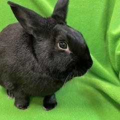 Enlarge Damian, a Adopted New Zealand in Haltom City, TX image 3/5