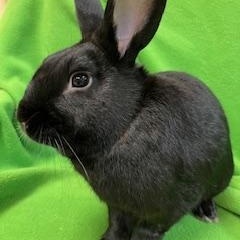 Damian, Adopted, Adult Male New Zealand.