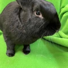 Enlarge Damian, a Adopted New Zealand in Haltom City, TX image 5/5