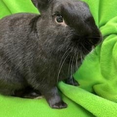 Enlarge Damian, a Adopted New Zealand in Haltom City, TX image 4/5