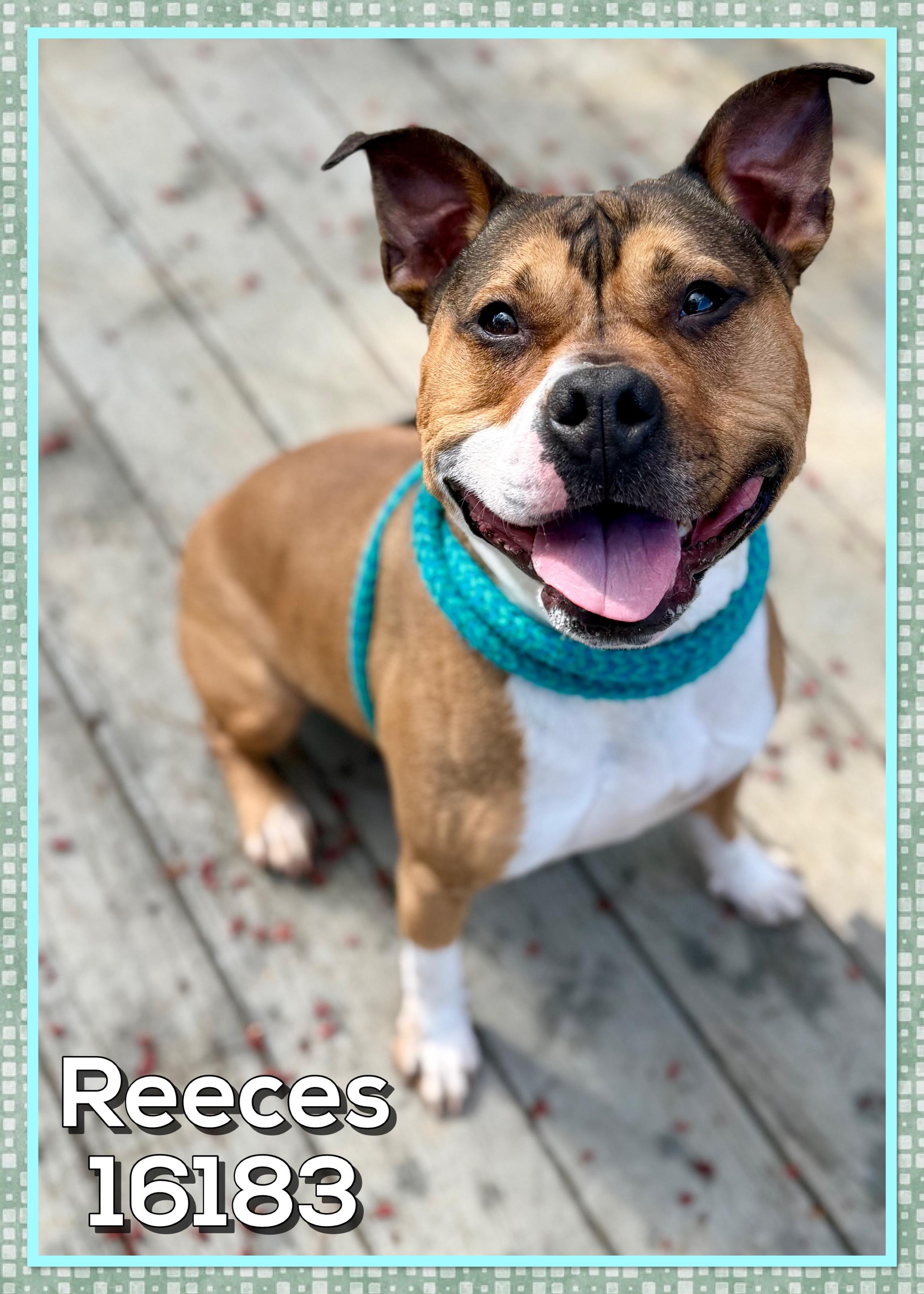 Enlarge REECES, a ADOPTABLE mixed breed in Marietta, GA image 1/6