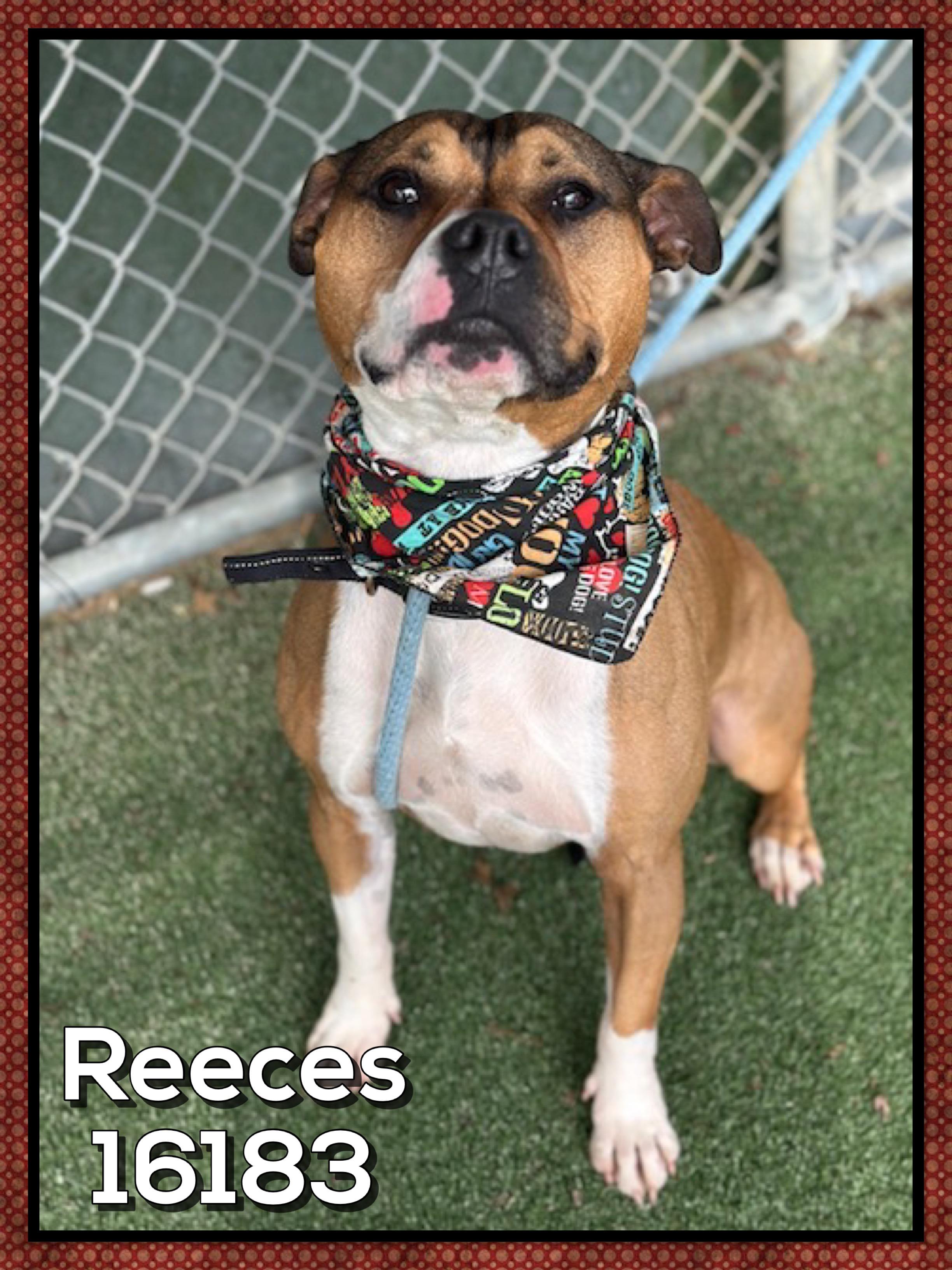 Enlarge REECES, a ADOPTABLE mixed breed in Marietta, GA image 4/5