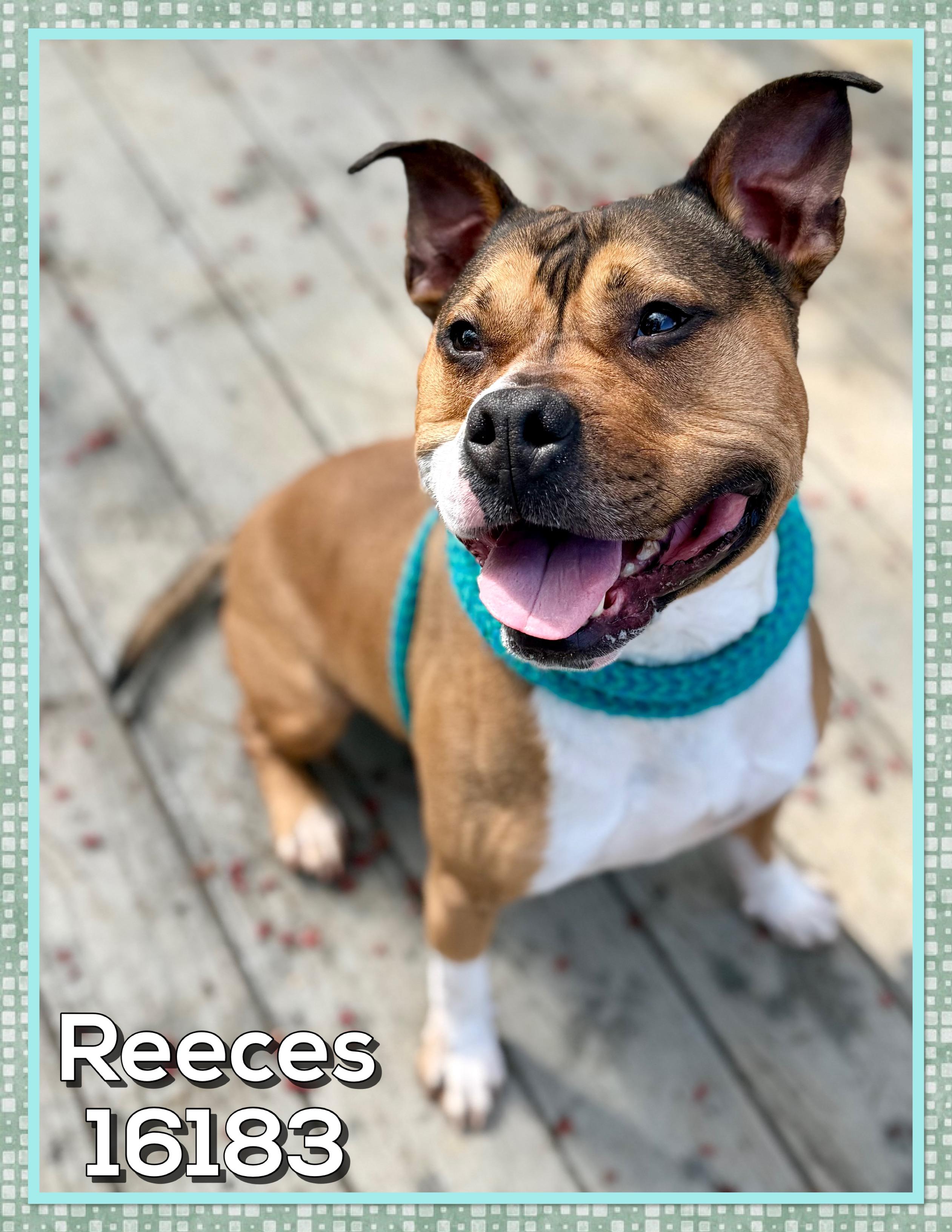 Enlarge REECES, a ADOPTABLE mixed breed in Marietta, GA image 5/6