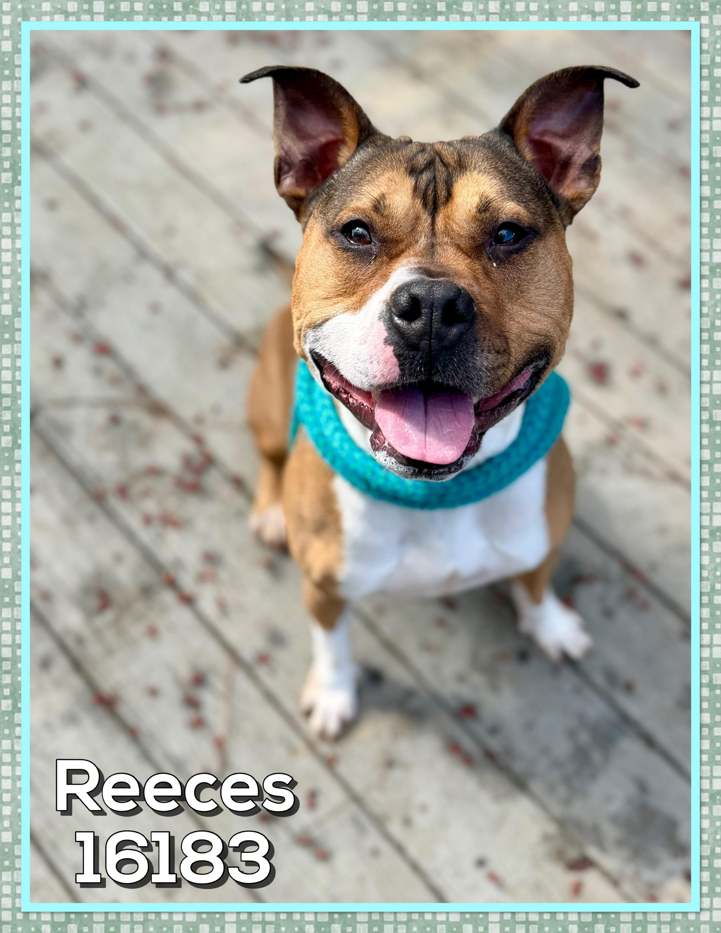 Enlarge REECES, a ADOPTABLE mixed breed in Marietta, GA image 6/6