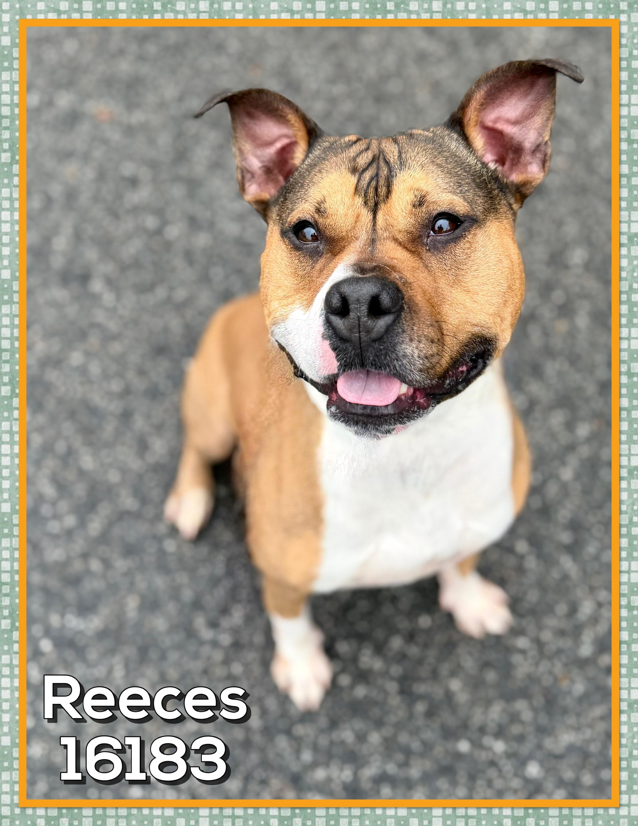 Enlarge REECES, a ADOPTABLE mixed breed in Marietta, GA image 1/5