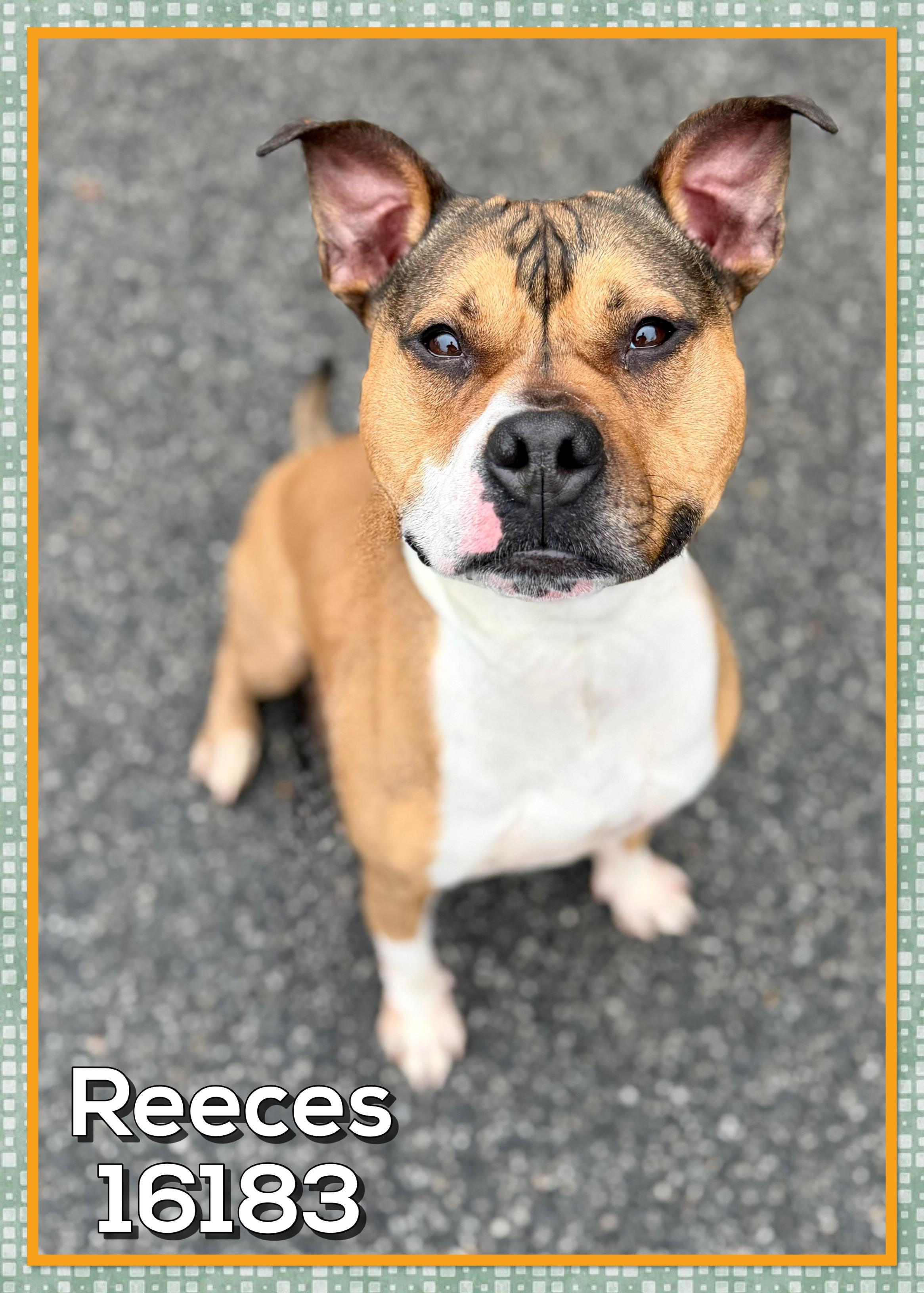 Enlarge REECES, a ADOPTABLE mixed breed in Marietta, GA image 3/5
