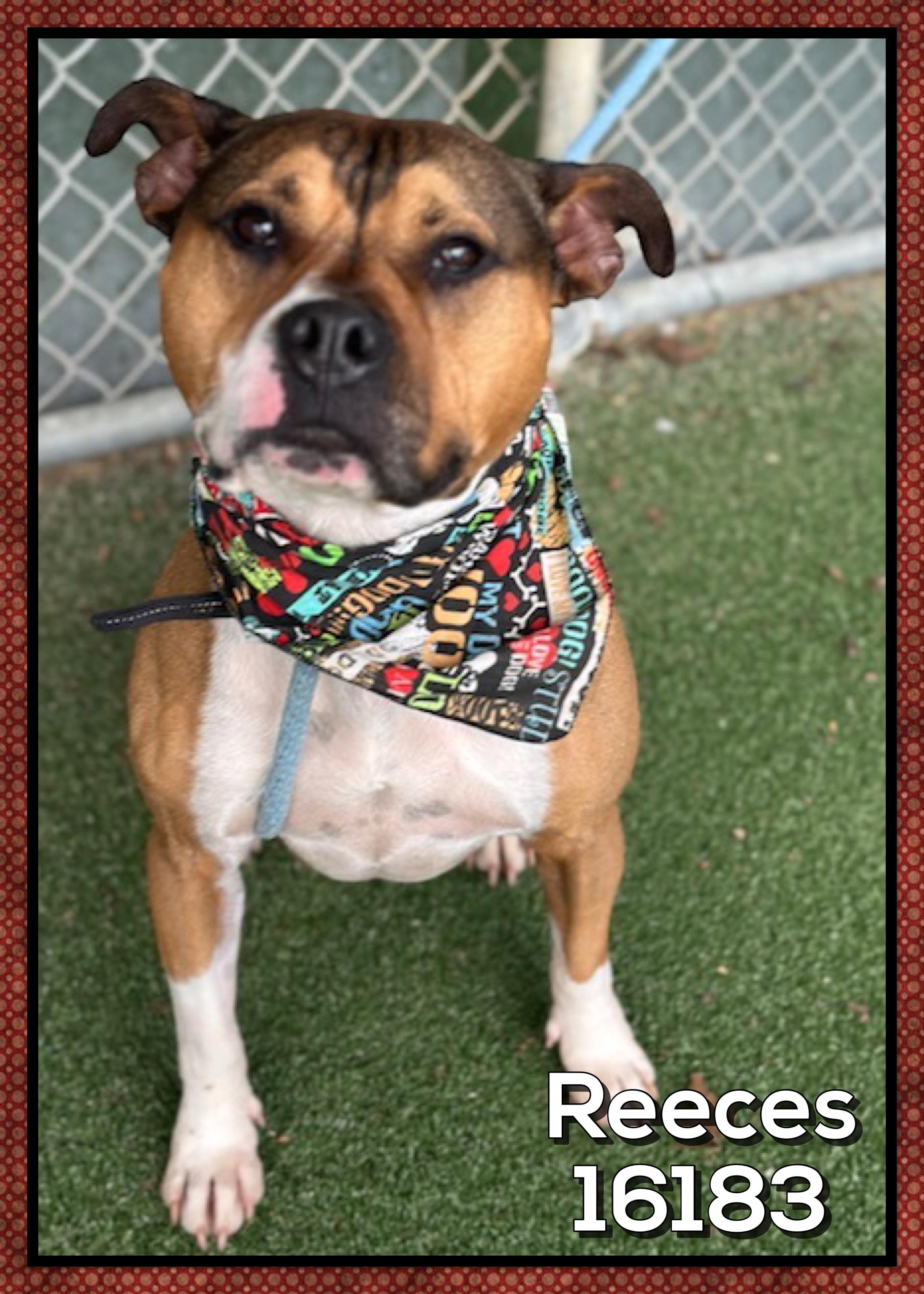 Enlarge REECES, a ADOPTABLE mixed breed in Marietta, GA image 5/5