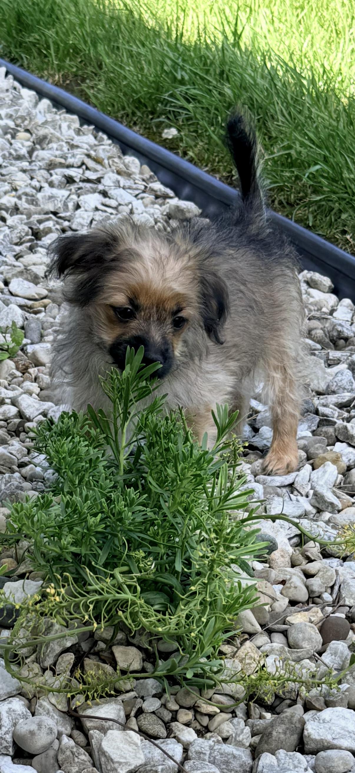 MARINA, adopted, Young Female Yorkshire Terrier & Bichon Frise.