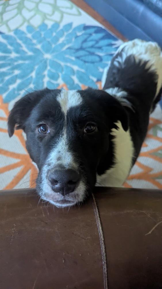 Sasha, Adoptable, Adult Female Border Collie & Great Pyrenees.
