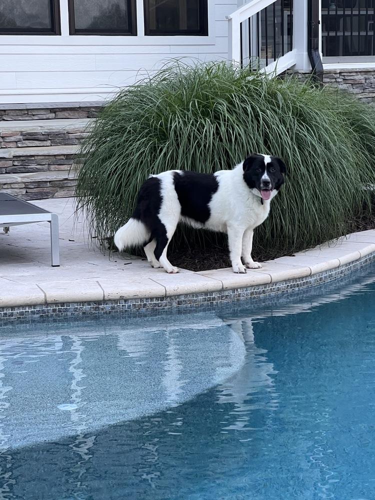 Sasha, Adoptable, Adult Female Border Collie & Great Pyrenees.