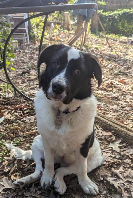 Enlarge Sasha, a Adoptable mixed breed in Wake Forest, NC image 3/6