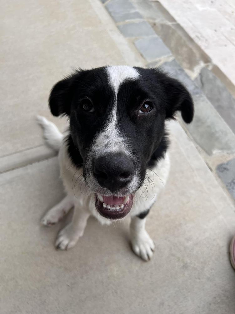Enlarge Sasha, a Adoptable mixed breed in Wake Forest, NC image 4/6