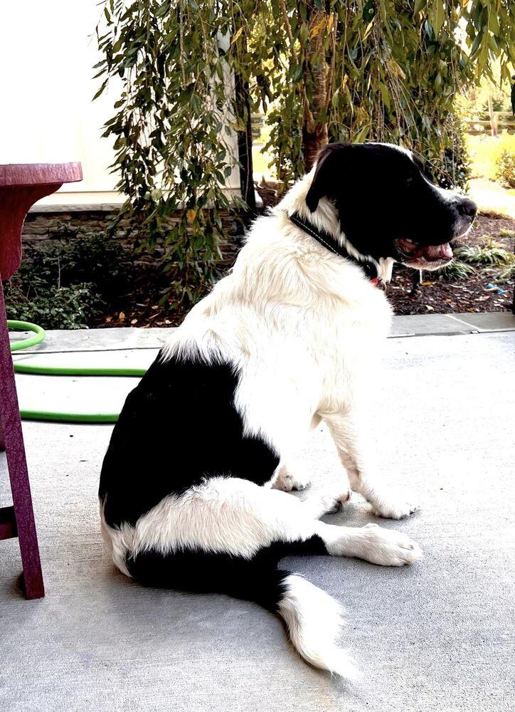 Enlarge Sasha, a Adoptable mixed breed in Wake Forest, NC image 5/6