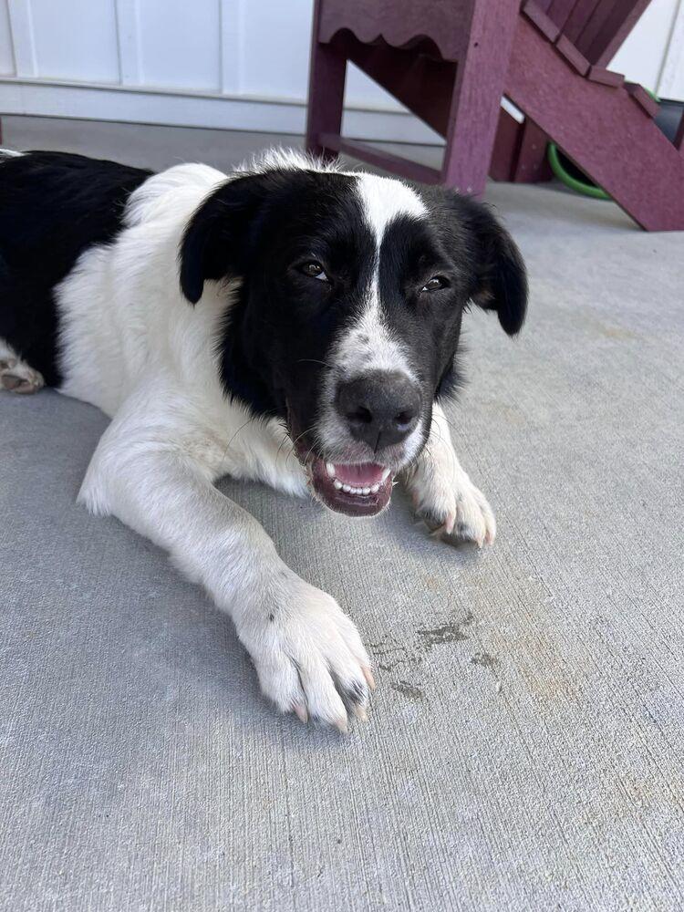 Enlarge Sasha, a Adoptable mixed breed in Wake Forest, NC image 6/6