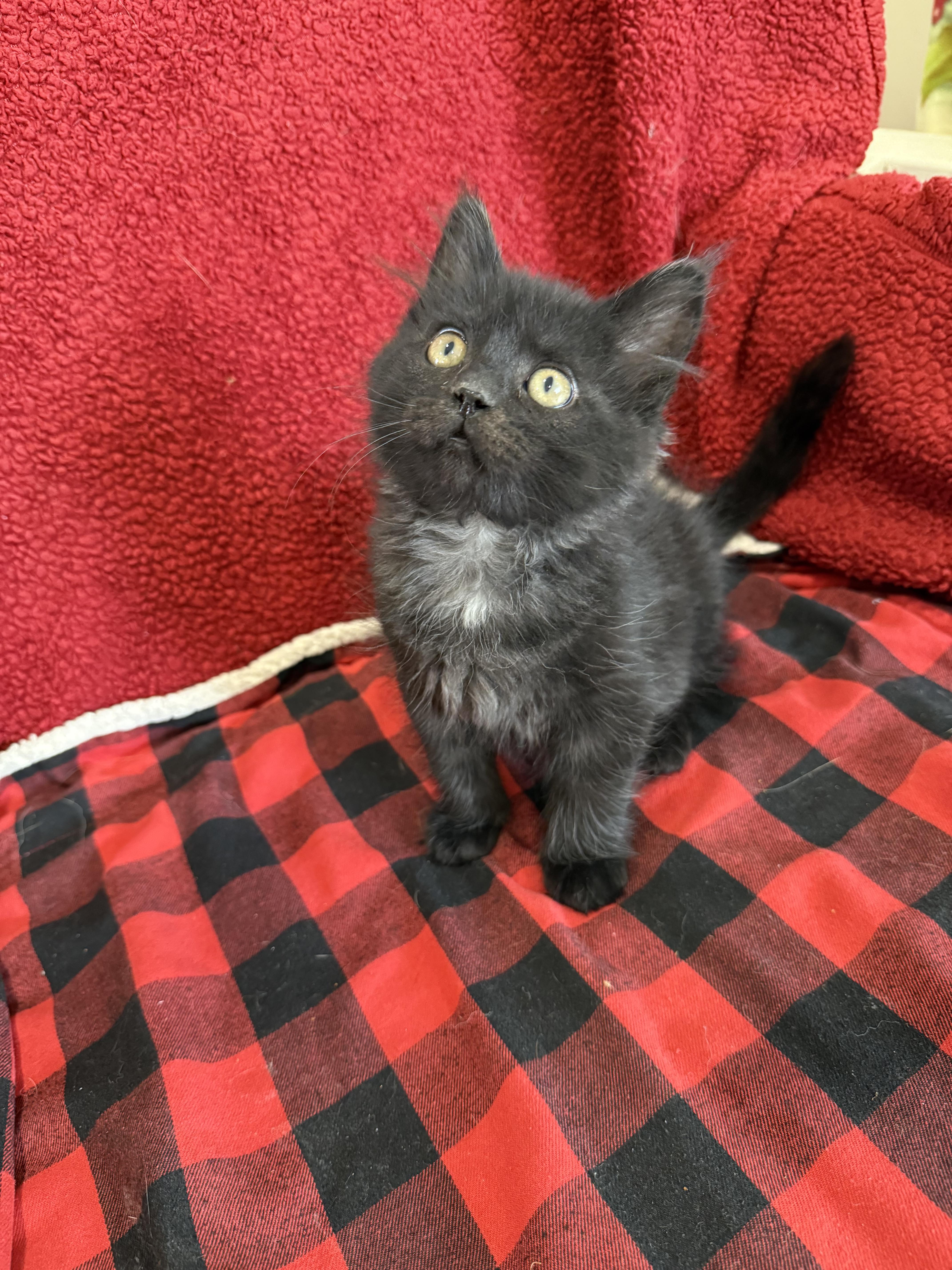 Phantom, adopted, Young Male Maine Coon.