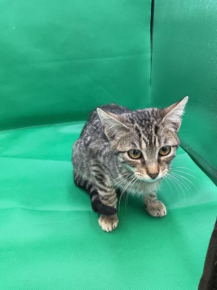 Enlarge Dean, a Adoptable Domestic Short Hair in Gonzales, LA image 1/1