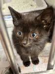 Enlarge Jetta, a Adoptable Domestic Short Hair in Heathsville, VA image 1/1
